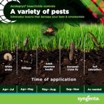 Syngenta Acelepryn SC | All-Weather Grub Treatment for Lawn, Turfgrass and Rose Bush | Insect Killer with 18.4% Chlorantraniliprole Kills White Grubs, Caterpillars and Japanese Beetle Adults – 4-Oz.
