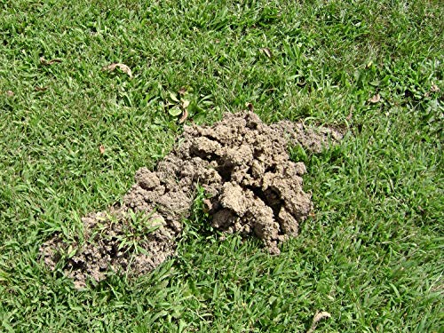 Tomcat Mole Killer: 10 Worms, Single Feeding, Natural