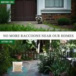 Natural Raccoon Repellent Granules – 8-Pack (25g per Bag) | Eco-Friendly, Non-Toxic & Long-Lasting Protection with Garlic, Peppermint & Wintergreen Oils | Safe for Pets and Children