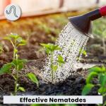 The Environmental Factor Nematodes Organic Insect Control Pot Popper, Controls Fungus Gnats, Root Aphids & Western Flower Thrips - 100% Pesticide free, 8 Infusion Bio-Pouches Per Popper