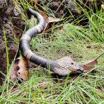 Upgrade Remote Control Snake Toy Electric Sensor RC Cobra Realistic Fast Flexible Moving Fake Joke Scary Trick Prank for Pets Cats Dogs Kids Boys Birthday Gifts