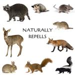 100% Pure Coyote Urine All Natural Animal & Rodent Repellent - Makes It Seem Like a Coyote is Nearby! Skunk and Racoon Repellent for Yard. Squirrel Repellent