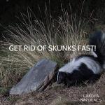 100% Pure Coyote Urine All Natural Animal & Rodent Repellent - Makes It Seem Like a Coyote is Nearby! Skunk and Racoon Repellent for Yard. Squirrel Repellent