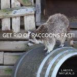 100% Pure Coyote Urine All Natural Animal & Rodent Repellent - Makes It Seem Like a Coyote is Nearby! Skunk and Racoon Repellent for Yard. Squirrel Repellent