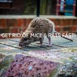 100% Pure Coyote Urine All Natural Animal & Rodent Repellent - Makes It Seem Like a Coyote is Nearby! Skunk and Racoon Repellent for Yard. Squirrel Repellent