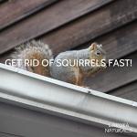 100% Pure Coyote Urine All Natural Animal & Rodent Repellent - Makes It Seem Like a Coyote is Nearby! Skunk and Racoon Repellent for Yard. Squirrel Repellent