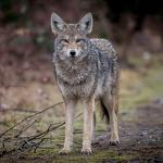 American Heritage Industries 16 oz Coyote Urine- Protect Your Garden with Real Predator Urine, an Product