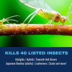 BioAdvanced 12 Month Tree and Shrub Protect and Feed, Granules, 10 lb, Insect Killer and Fertilizer & Plant Food