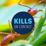 BioAdvanced 24 Hour Lawn Insect & Fire Ant Killer, Concentrate, 32 oz, Outdoor Ant Killer