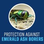 BioAdvanced 12 Month Tree and Shrub Protect and Feed, Granules, 10 lb, Insect Killer and Fertilizer & Plant Food