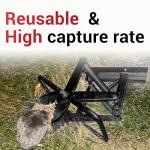 Mole Traps That Kill Best, 2 Pack Scissor Mole Trap, Sleek Black Stainless Steel Finish