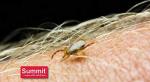 Summit...reponsible Solutions. TICK & FLEA Spray - Concentrate - Quart, Natural