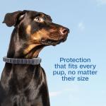 ADAMS Flea & Tick Collar for Dogs & Puppies, 2 Pack, 12 Month Protection, Adjustable One Size, Kills Fleas, Ticks & Repels Mosquitoes, Excluding California