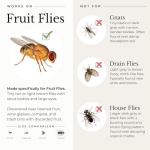 Wondercide - Fruit Fly Traps for Indoors - Fruit Fly Killer - Pet and People Safe - Made in USA & Plant Based - 5.4 oz - 2 Pack