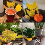 36 Fruit Fly and Gnat Traps for Indoors
