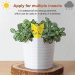 36 Fruit Fly and Gnat Traps for Indoors