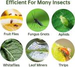 36 Fruit Fly and Gnat Traps for Indoors