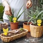 36 Fruit Fly and Gnat Traps for Indoors