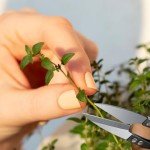 Mini Bonsai Pruning Scissors Set - 2 Pcs