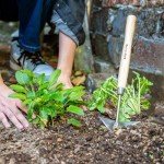 Berry&Bird Triangle Hand Hoe with Wooden Handle