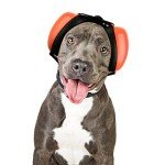 Dog Ear Muffs for Noise Protection (Large, Orange)