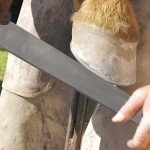 18" Hoof Rasp Tool with Rubber Handle