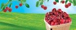 LITTLE TREES Car Air Freshener | Hanging Paper Tree for Home or Car | Wild Cherry | 4 Pack