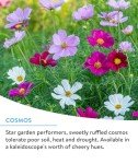Burpee Bulk Wildflower Seeds for Hummingbirds & Butterflies