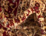 Voyage Collection Traditional Oriental Area Rug 3'3"x5'3