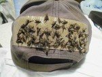 60 Deerfly Patches - Natural Repellent Solution