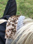 TredNot Horsefly Sticky Trap Patches - 12 Pack