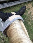TredNot Horsefly Sticky Trap Patches - 12 Pack
