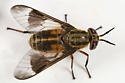 TredNot 4-Pack Deerfly Patches