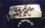 TredNot 40-Pack Deerfly Repellent Patches