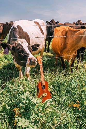 Kala Satin Mahogany Concert Ukulele - White Binding