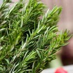 Organic Dried Rosemary - 25g Bag of Flavor