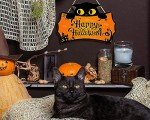 Happy Halloween Cat Door Sign Decoration