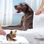 Senior Dog Nutrition: Fromm Gold Dry Food 5lb