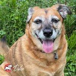 Senior Dog Nutrition: Fromm Gold Dry Food 5lb
