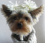 Cheerleader Team Hat for Dogs and Cats