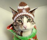 Cheerleader Team Hat for Dogs and Cats