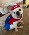 Mario & Luigi Halloween Pet Harness for Dogs/Cats