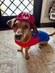Mario & Luigi Halloween Pet Harness for Dogs/Cats
