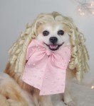 Halloween Costume for Dogs and Cats