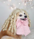 Halloween Costume for Dogs and Cats