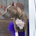 Colorful Sparkle Dog Tutu for Special Occasions