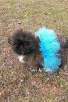 Colorful Sparkle Dog Tutu for Special Occasions