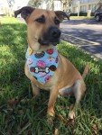 Custom Reversible Dog Bandana - Donut Design