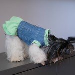 Trendy Denim Vest Tutorial for Dogs - L Size