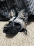 African Wild Dog Mask – Great for Dog Lovers!